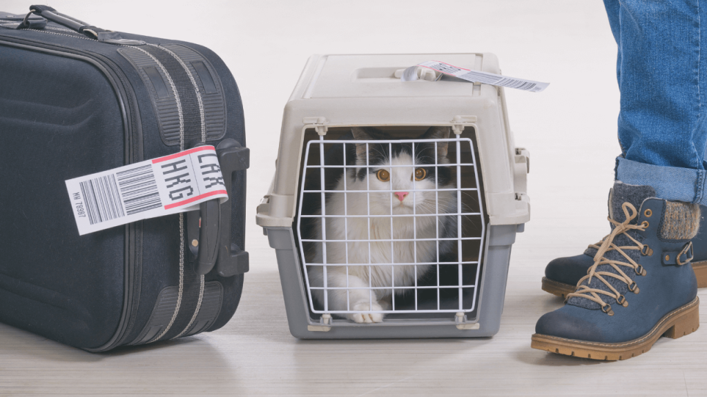 Crate training. Prepare your pet for travel