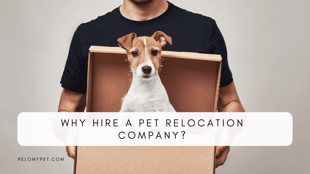 Why hire a pet relocation company