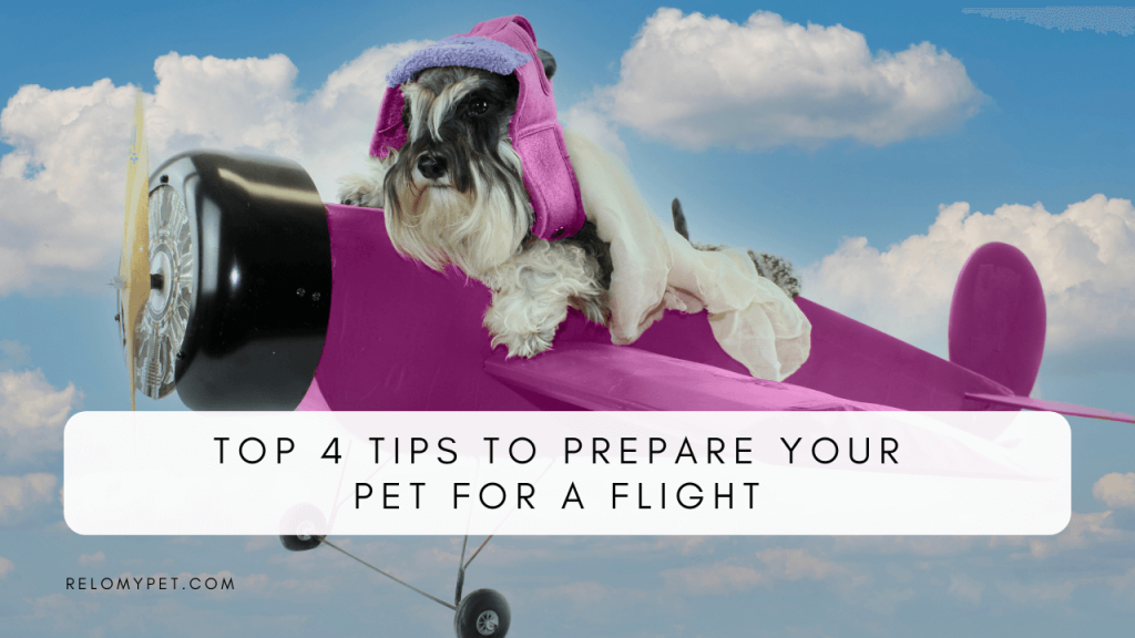 Tips to prepare your pet for a flight