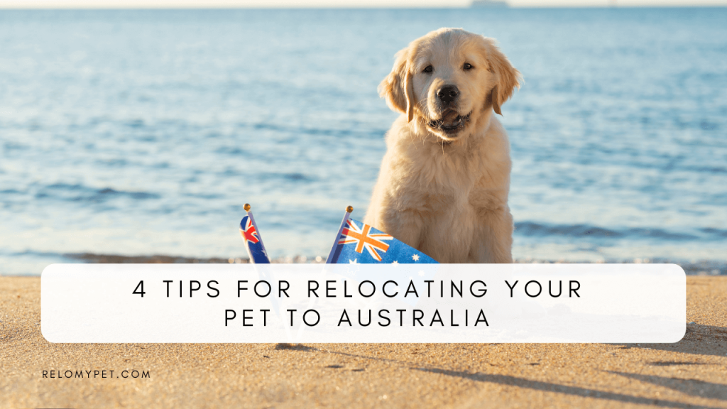 Four tips for relocating your pet to Australia