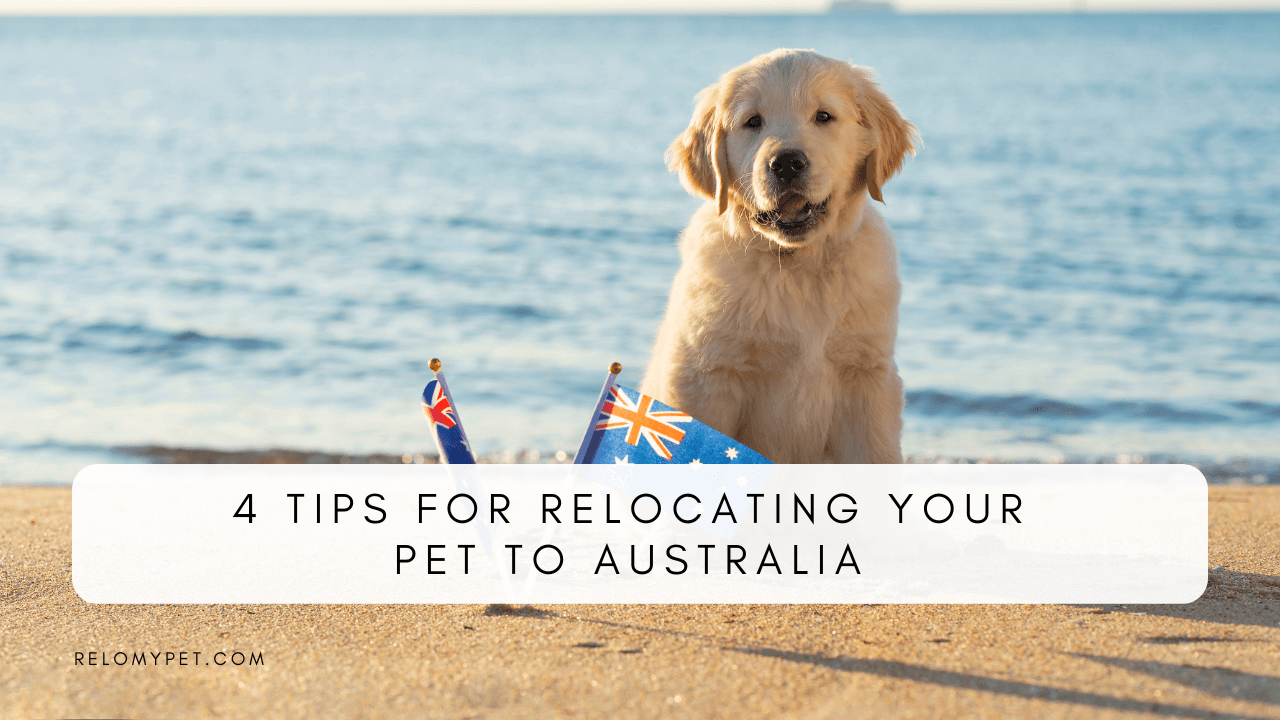 4 TIPS FOR RELOCATING YOUR PET TO AUSTRALIA