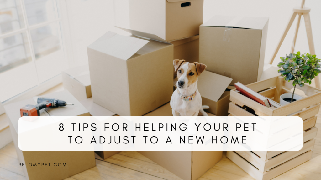 tips for helping your pet to adjust to a new home