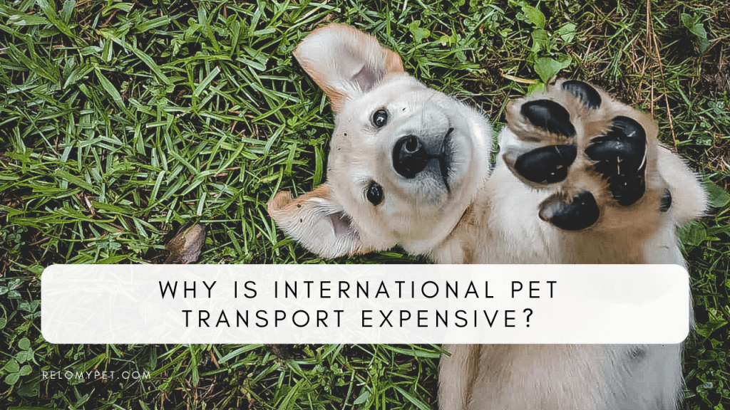 WHY IS INTERNATIONAL PET TRANSPORT EXPENSIVE?