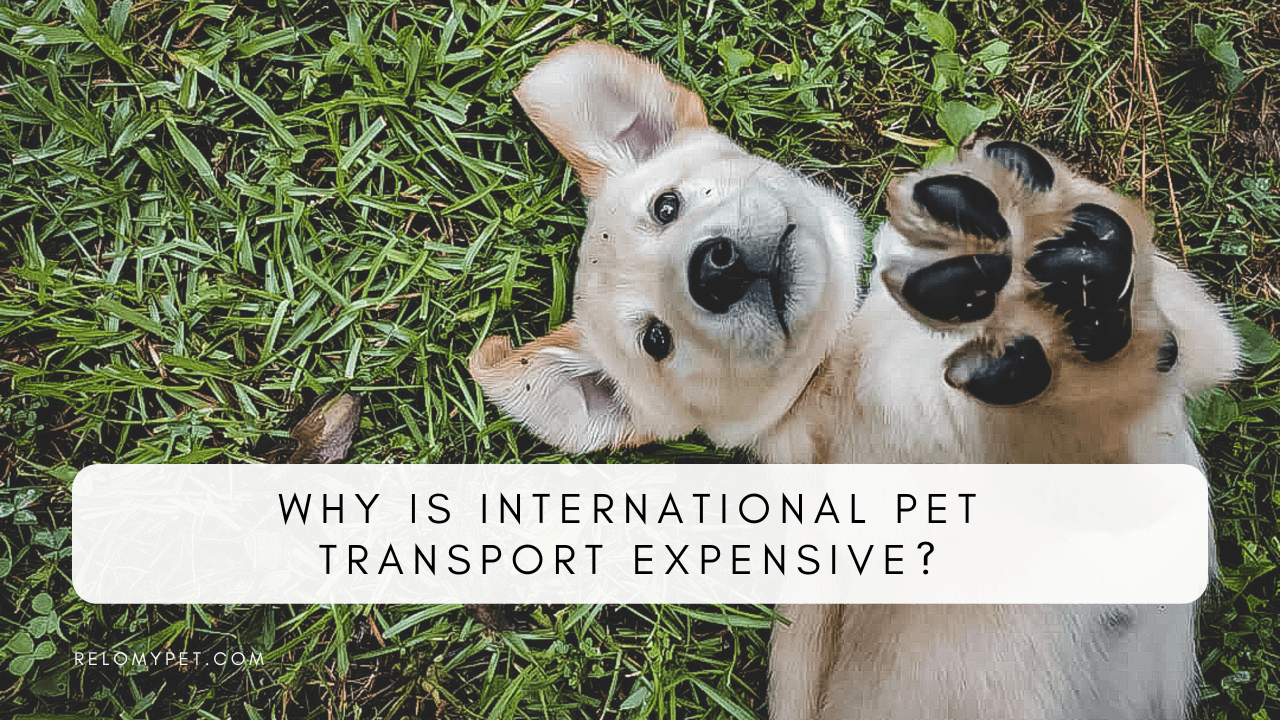 International deals pet relocation