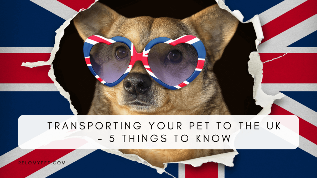 5 things to know when transporting your pet to UK