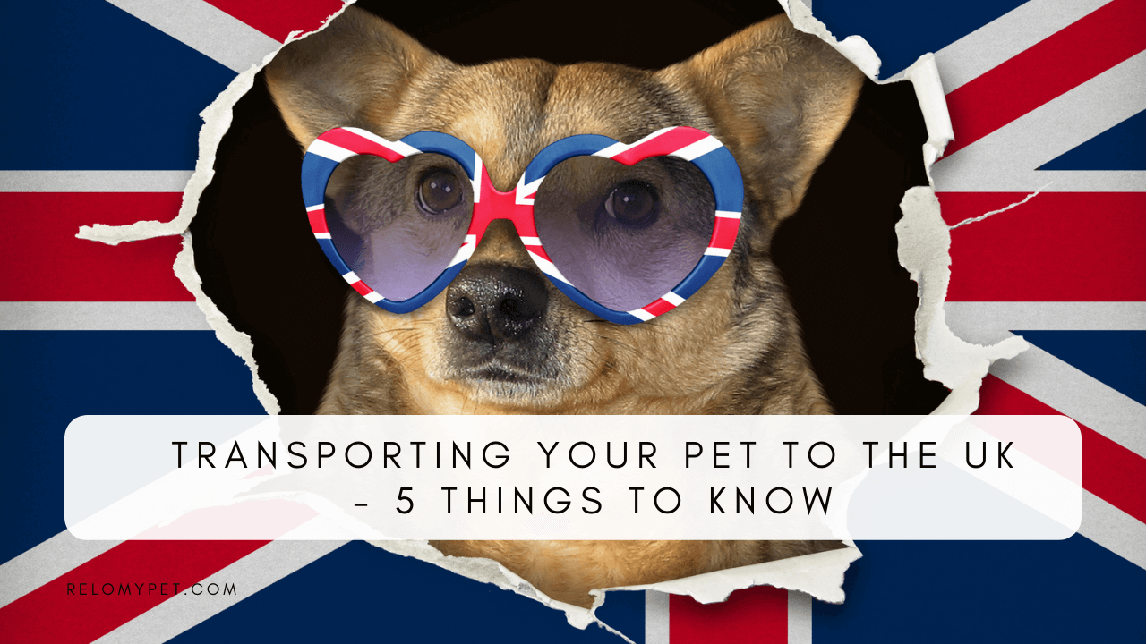 TRANSPORTING YOUR PET TO THE UK 5 THINGS TO KNOW