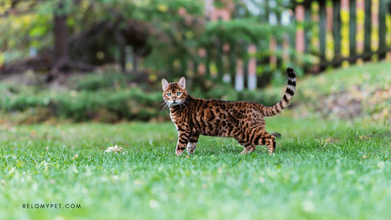 BRINGING PETS TO HONG KONG 5 THINGS TO KNOW