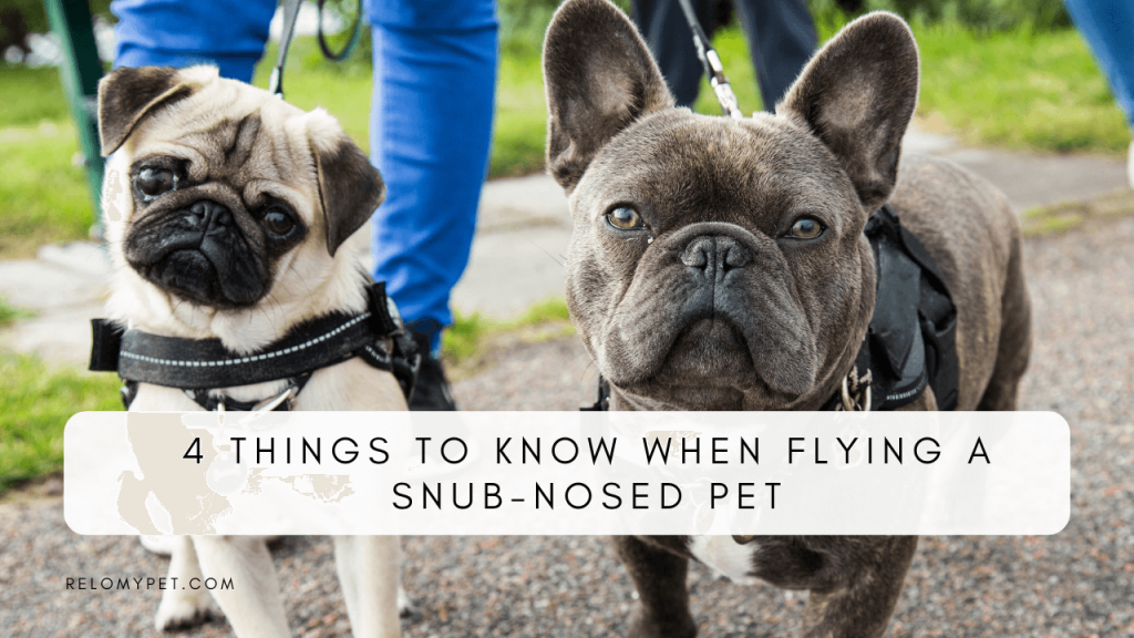 Things to know when flying a snub-nosed pet