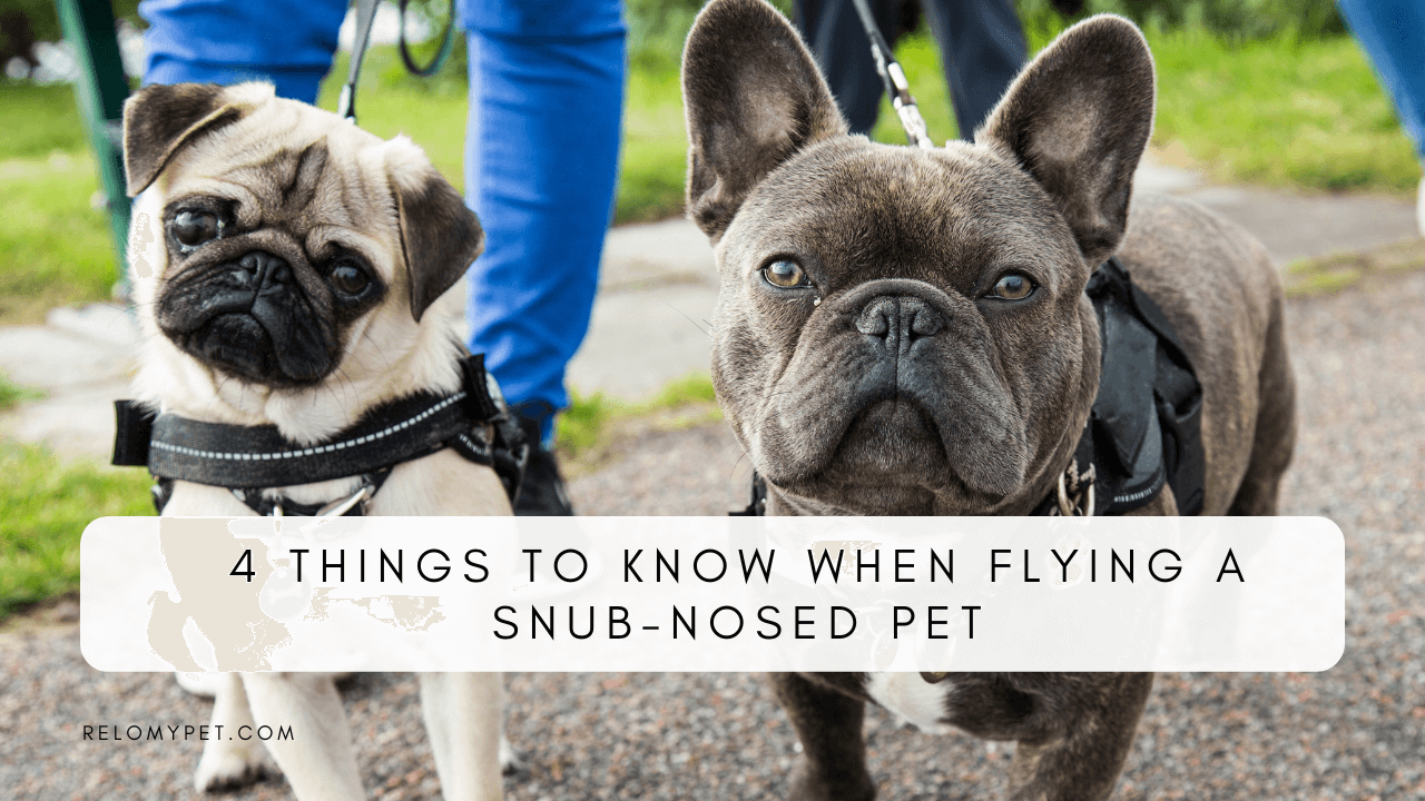 Snub store nosed breeds