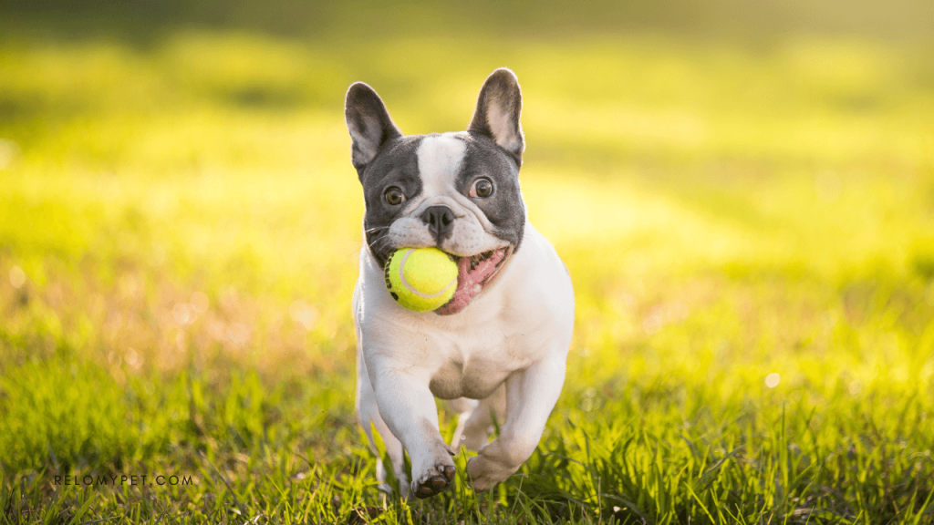 things to know when flying a snub-nosed pet - Keep your pet healthy and in a normal weight
