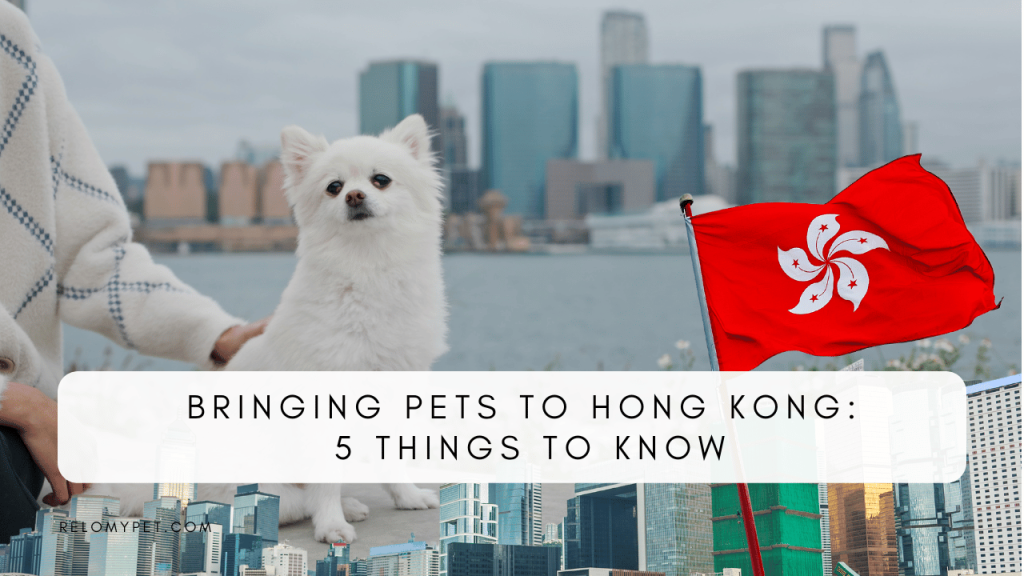 Bringing pets to Hong Kong: 5 things to know