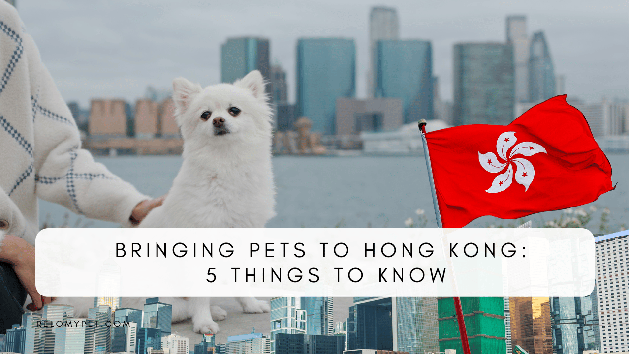 BRINGING PETS TO HONG KONG 5 THINGS TO KNOW