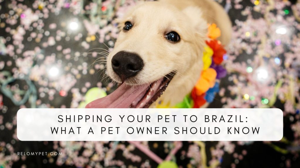 Shipping your pet to Brazil. Things a pet owner should know before planning a move.