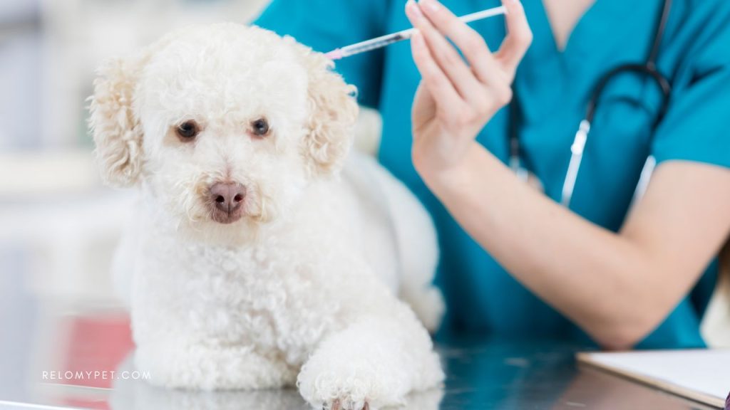 Before shipping your pet to Brazil, make sure it has necessary vaccinations.
