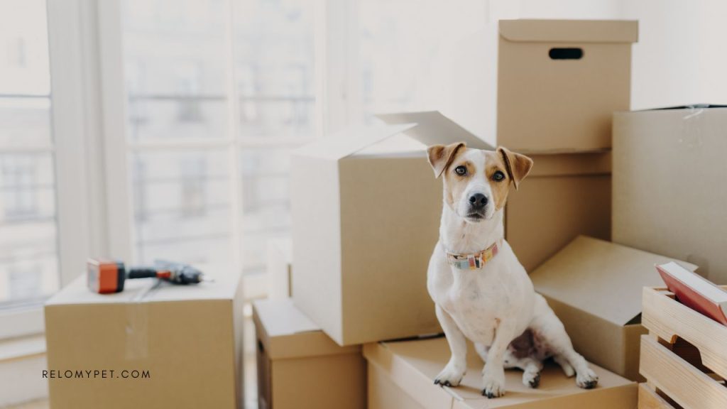 How to relocate with pets - long distance moving guide