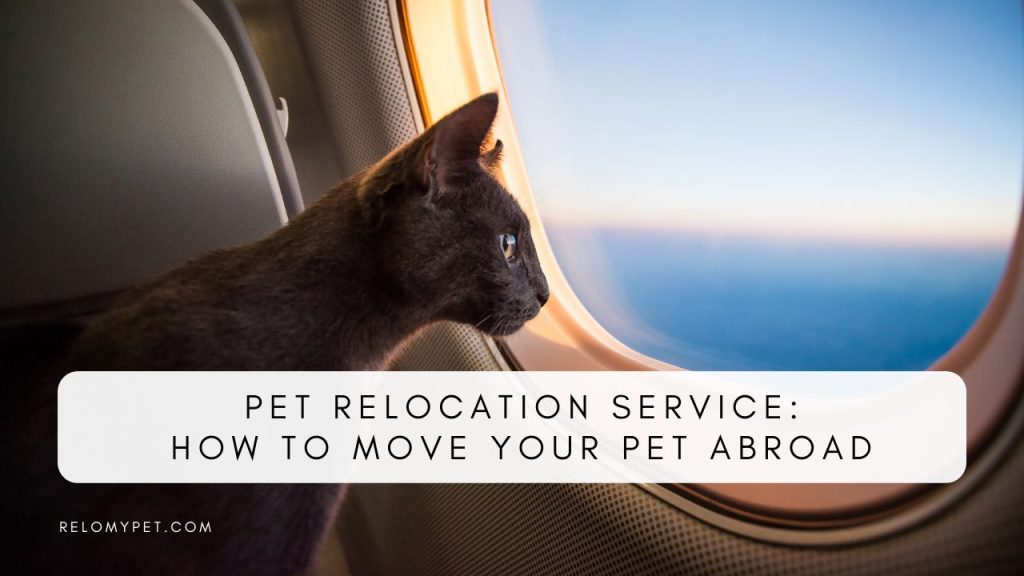 Pet relocation service: how to move your pet abroad