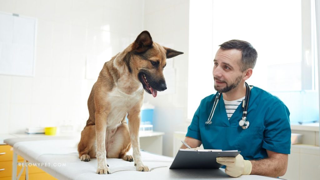 Pet relocation service: talk to your vet