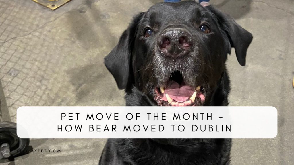 Pet move of the month - how Bear moved to Dublin, Ireland