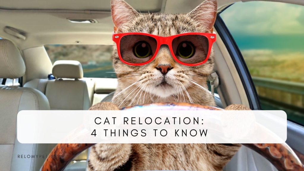 Cat relocation: 4 things to know