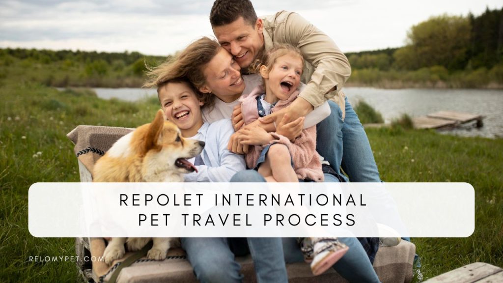 Our pet travel process