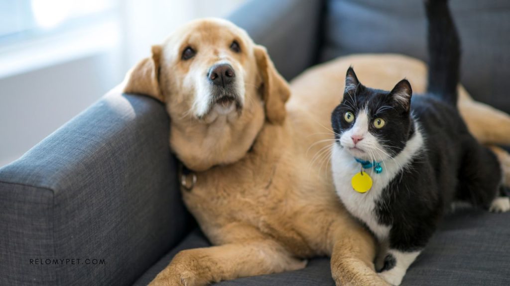Can cats and dogs move to New Zealand?