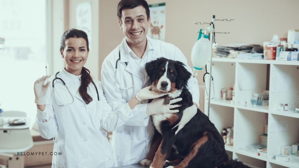 Pet relocation to New Zealand: Obtain pet health certificate