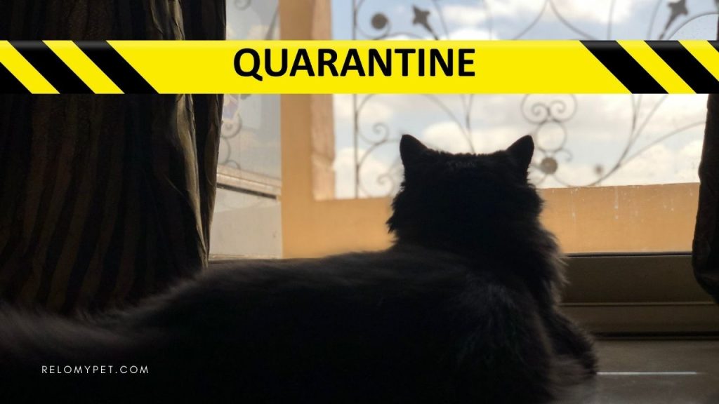 Pet relocation to New Zealand: Quarantine requirements