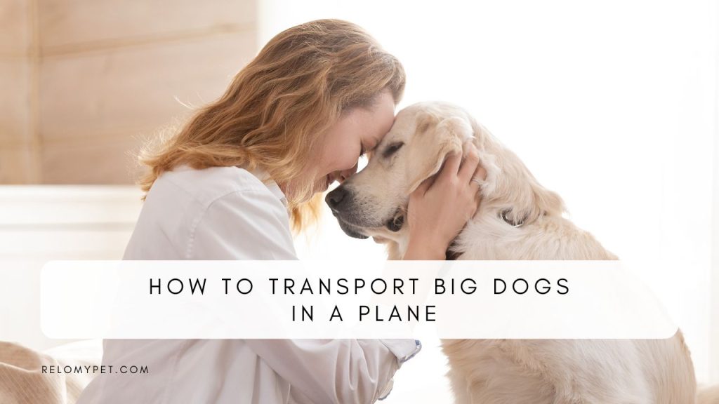 How to transport big dogs in a plane