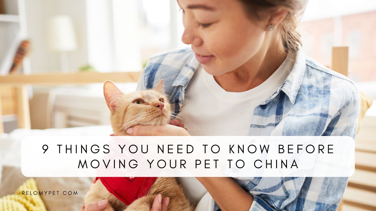 THINGS TO KNOW BEFORE MOVING YOUR PET TO CHINA
