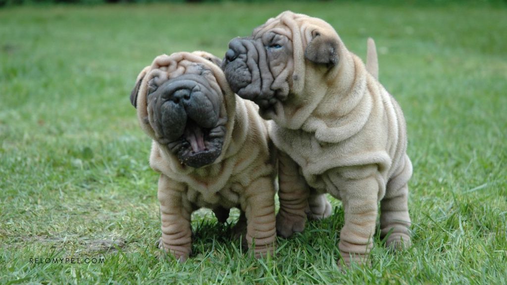Things you need to know before moving your pet to China: Shar Peis are restricted to import.