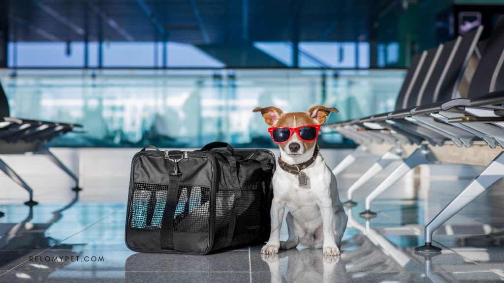 Transporting your dog as baggage