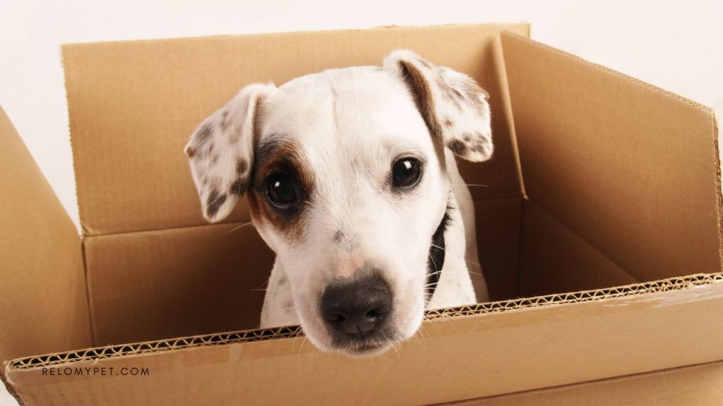 Moving your pet from Canada to China