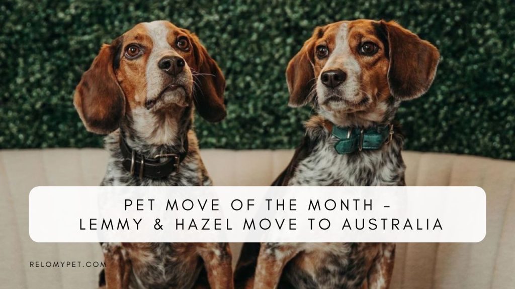 Pet move of the month - Lemmy and Hazel move to Australia