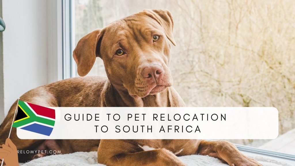 guide to pet relocation to South Africa