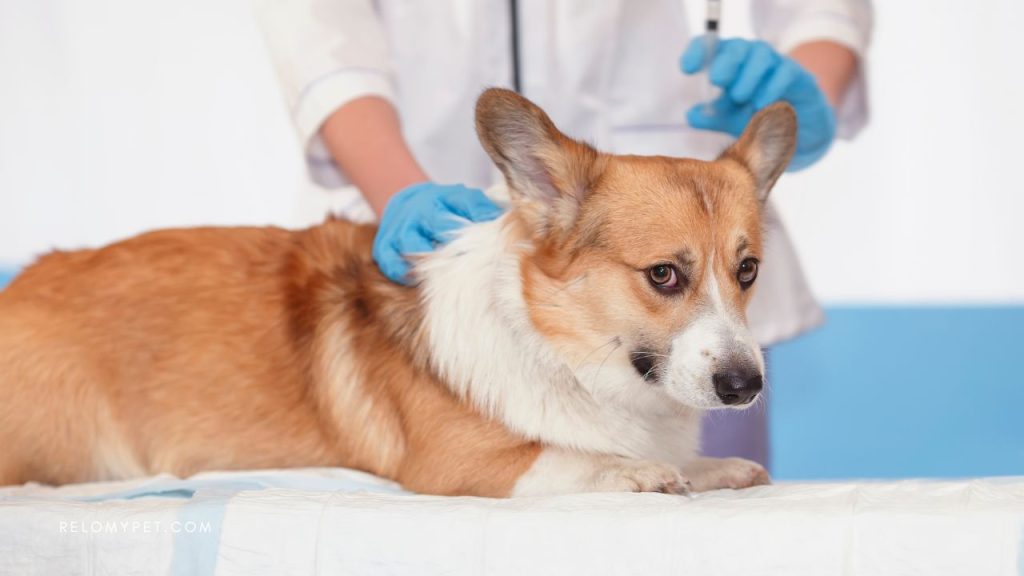 Veterinary check up before relocating your pet to South Africa