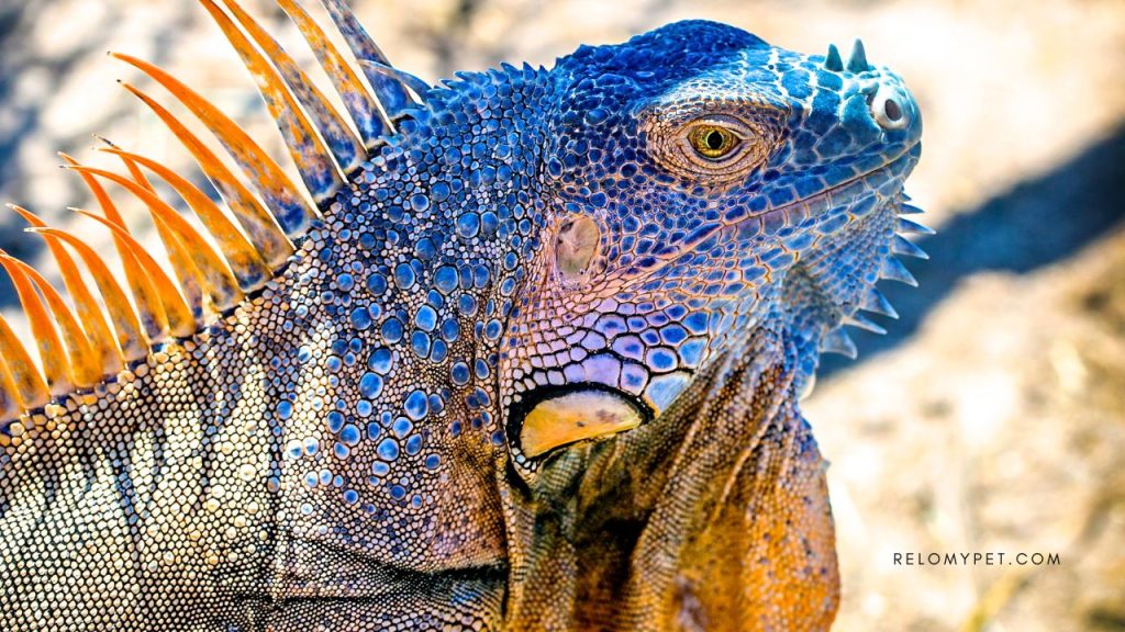 Pet import into Cayman Islands: import ban on exotic animals
