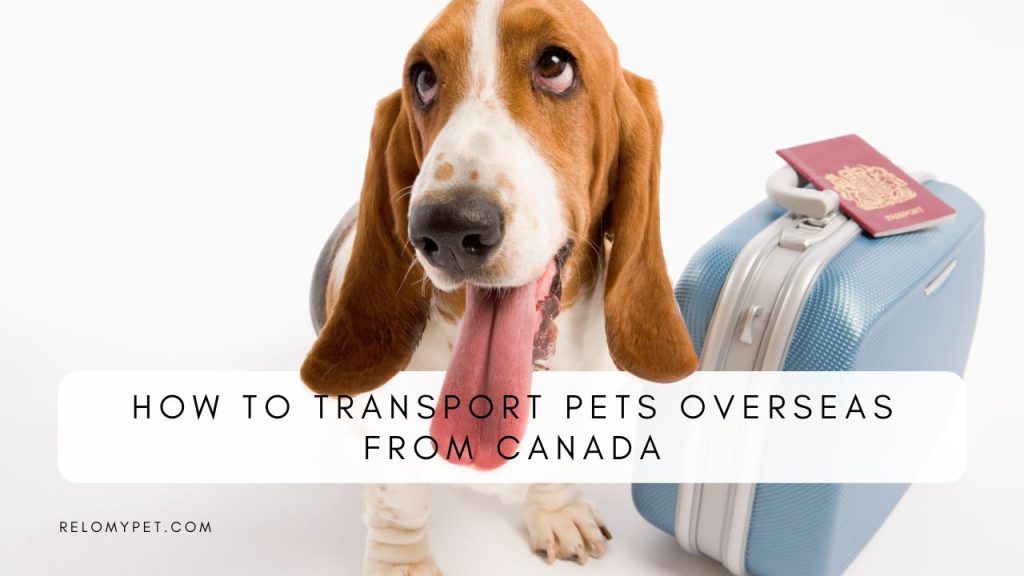 How to transport pets from Canada