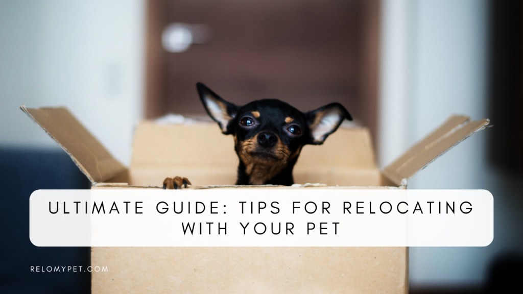 Tips for relocating with your pet