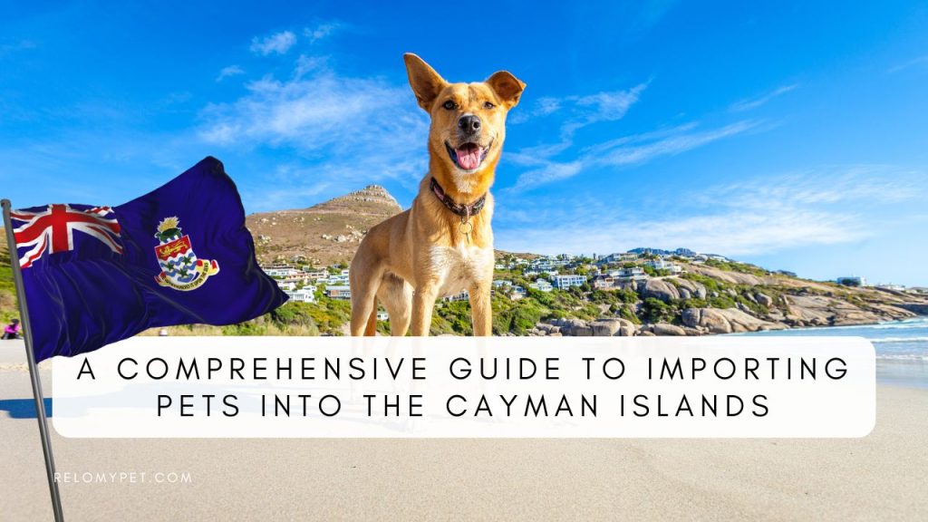 A comprehensive guide to import pets into the Cayman Islands