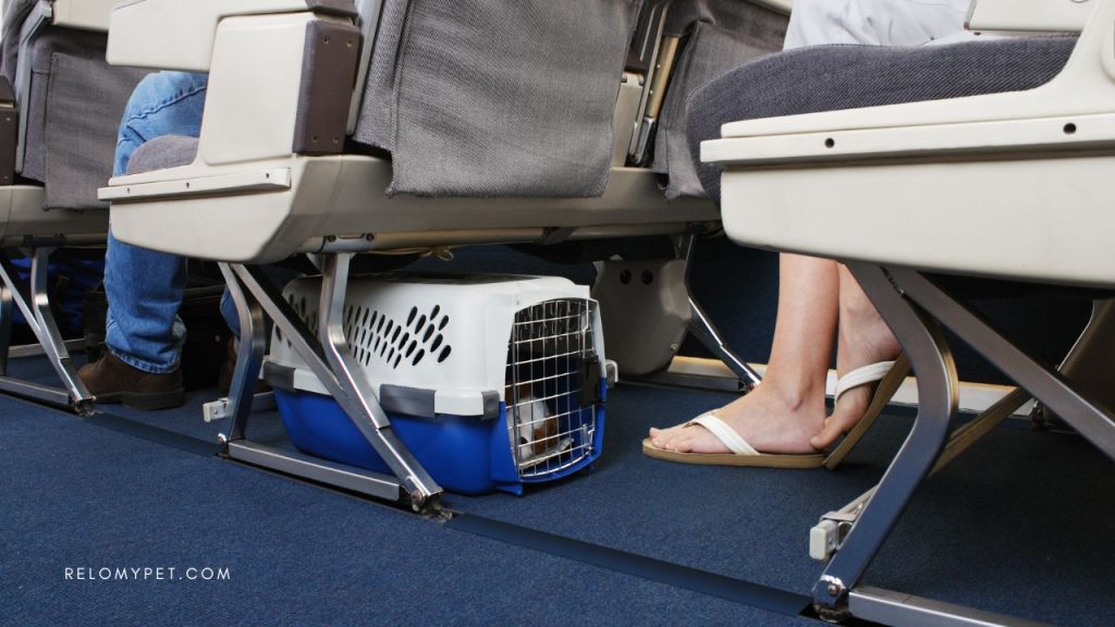 How to Transport Pets Overseas from Canada: air travel regulations and requirements