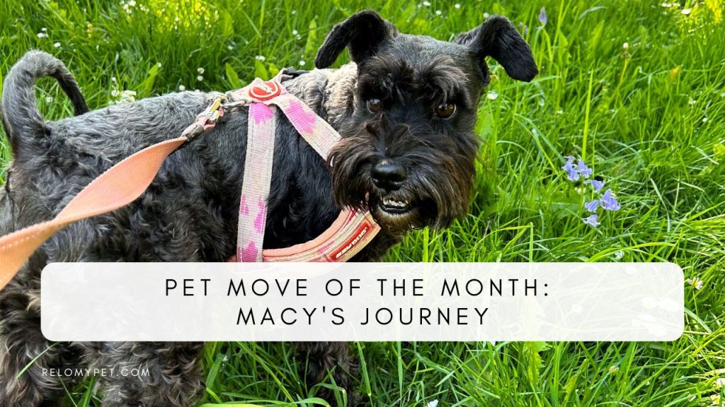 Pet move of the month: Macy's journey