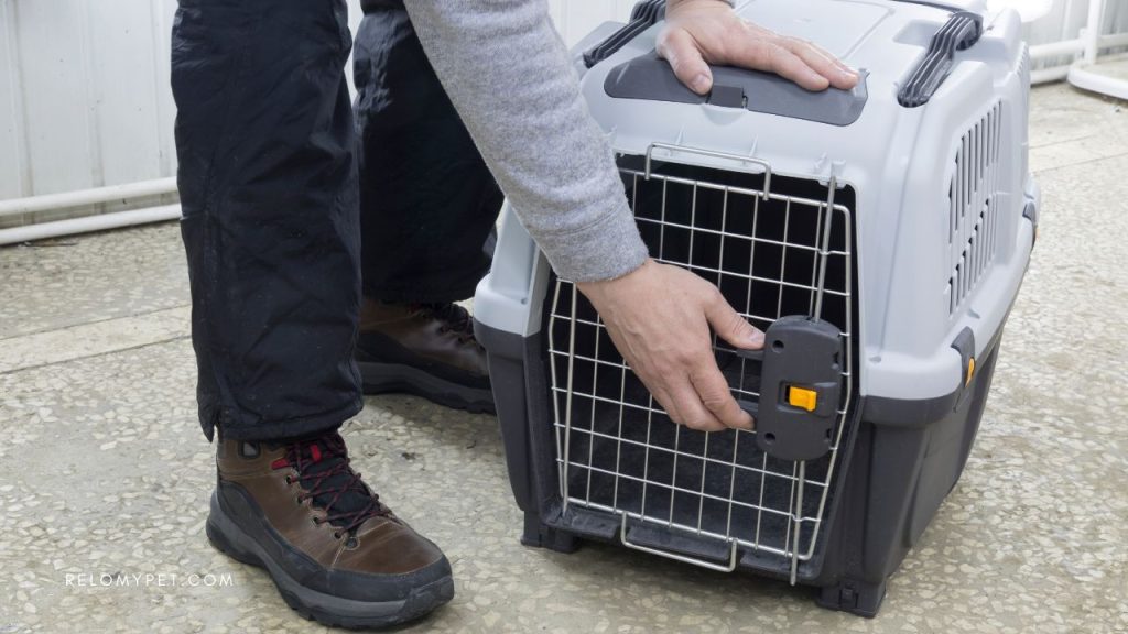 How to transport pet overseas: choosing the pet relocation specialist