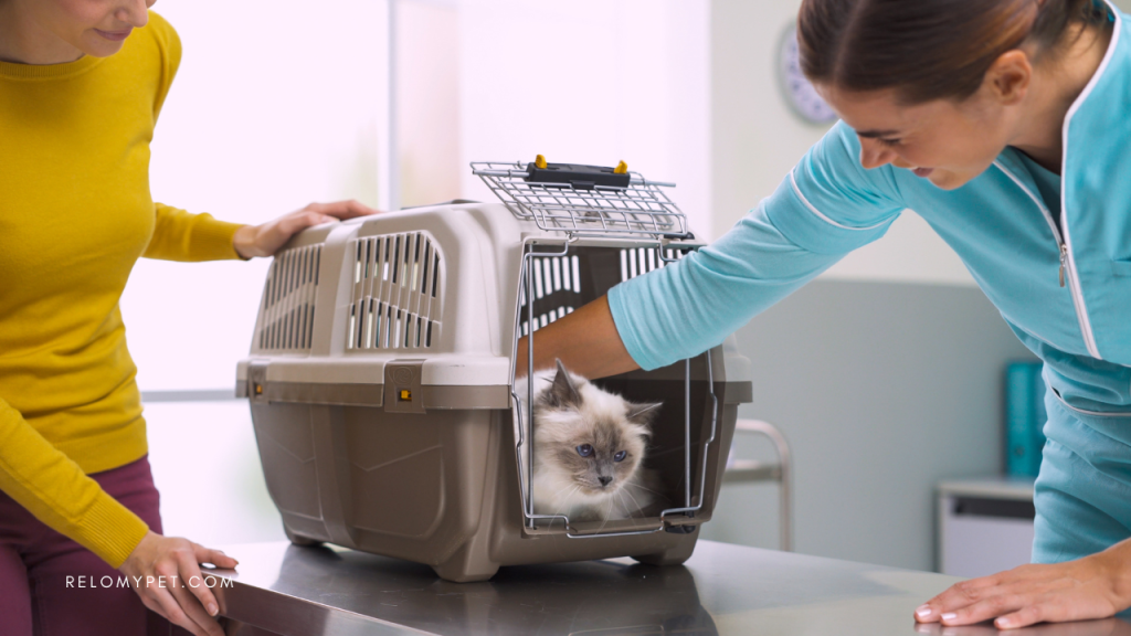 Familiarize your pet with the carrier
