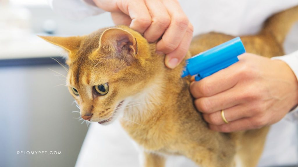 Pet import into Cayman Islands: Microchipping