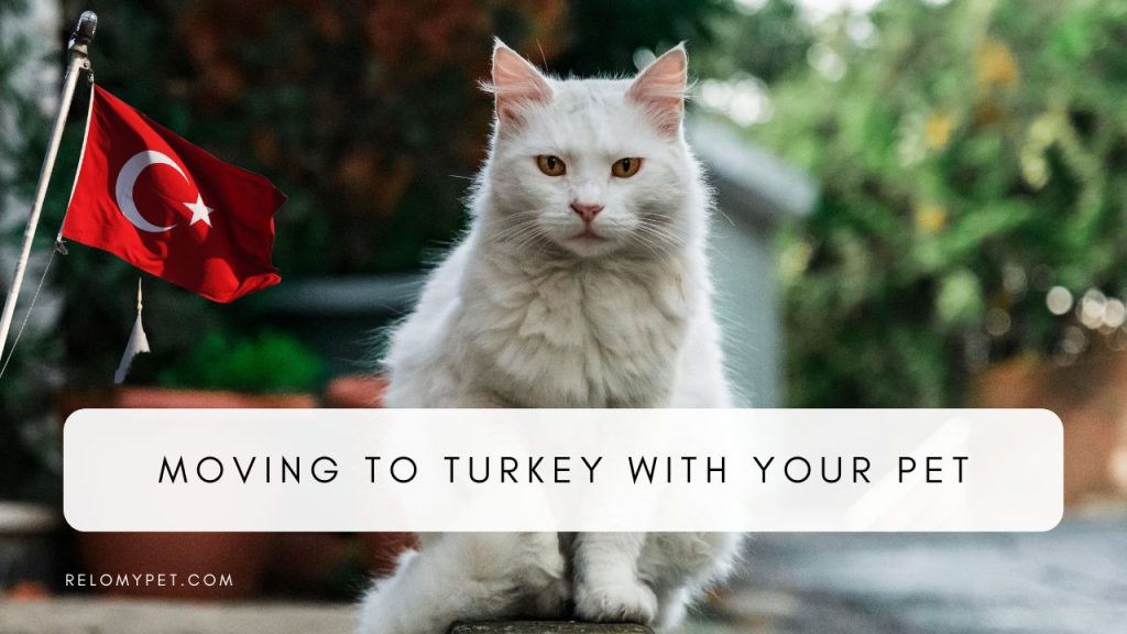 Moving to Turkey with your pet