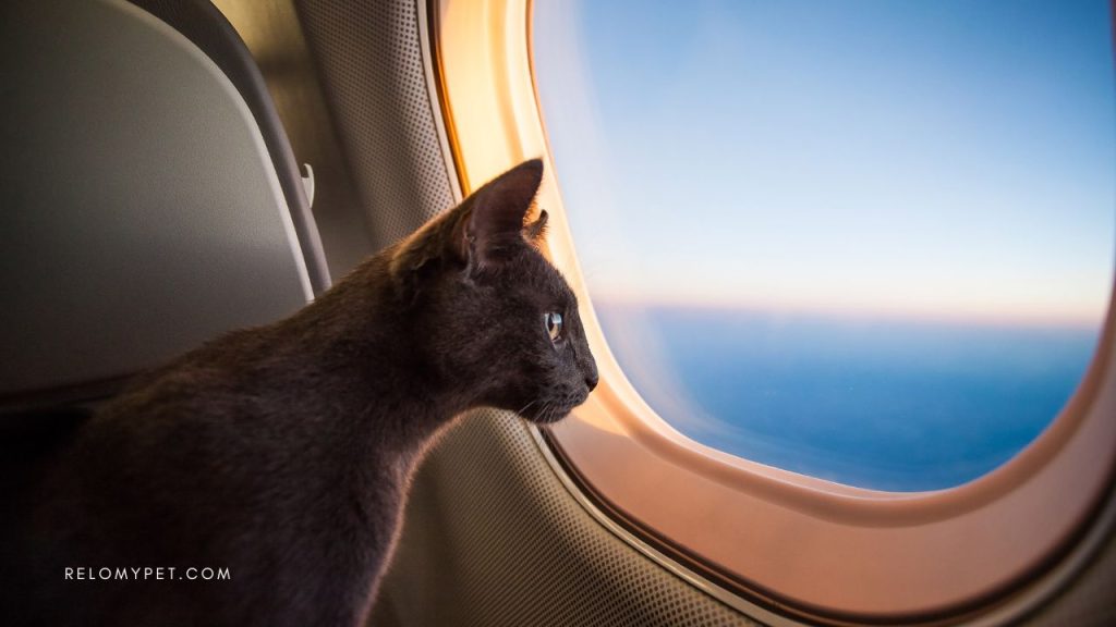 Pet-friendly airlines that fly to Mexico