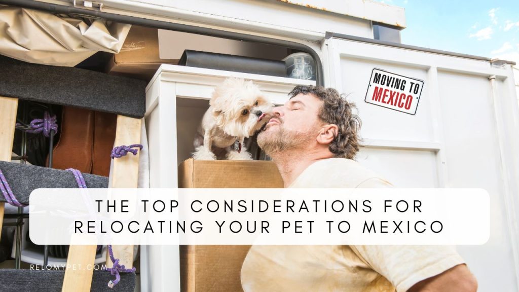 The Top Considerations for Relocating Your Pet to Mexico