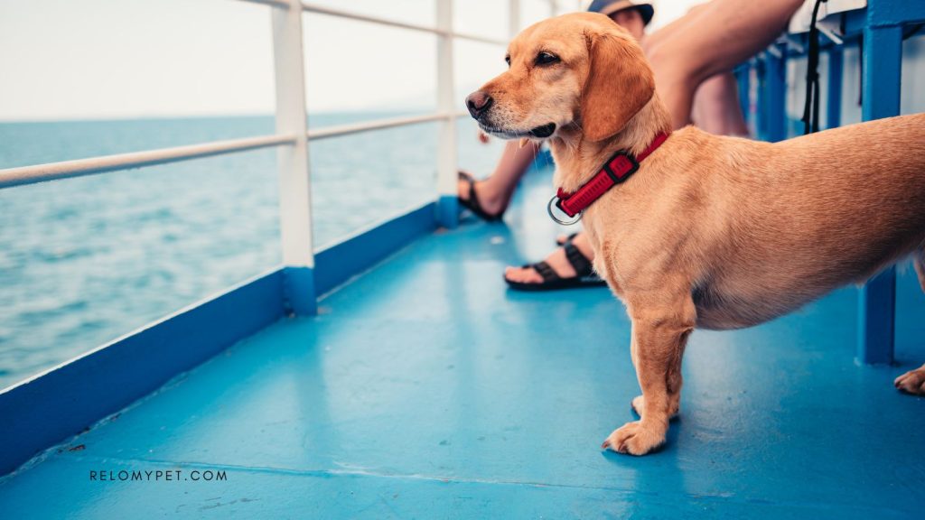 Preparing your dog to travel