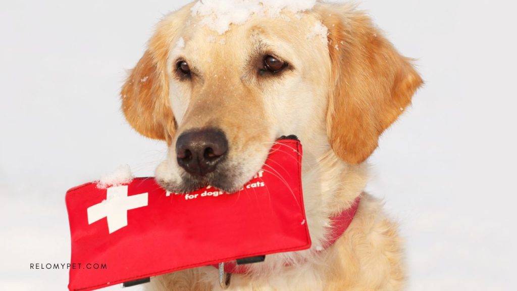 Dog travel accessories: first aid kit