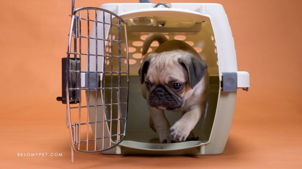 Dog travel accessories: travel crate